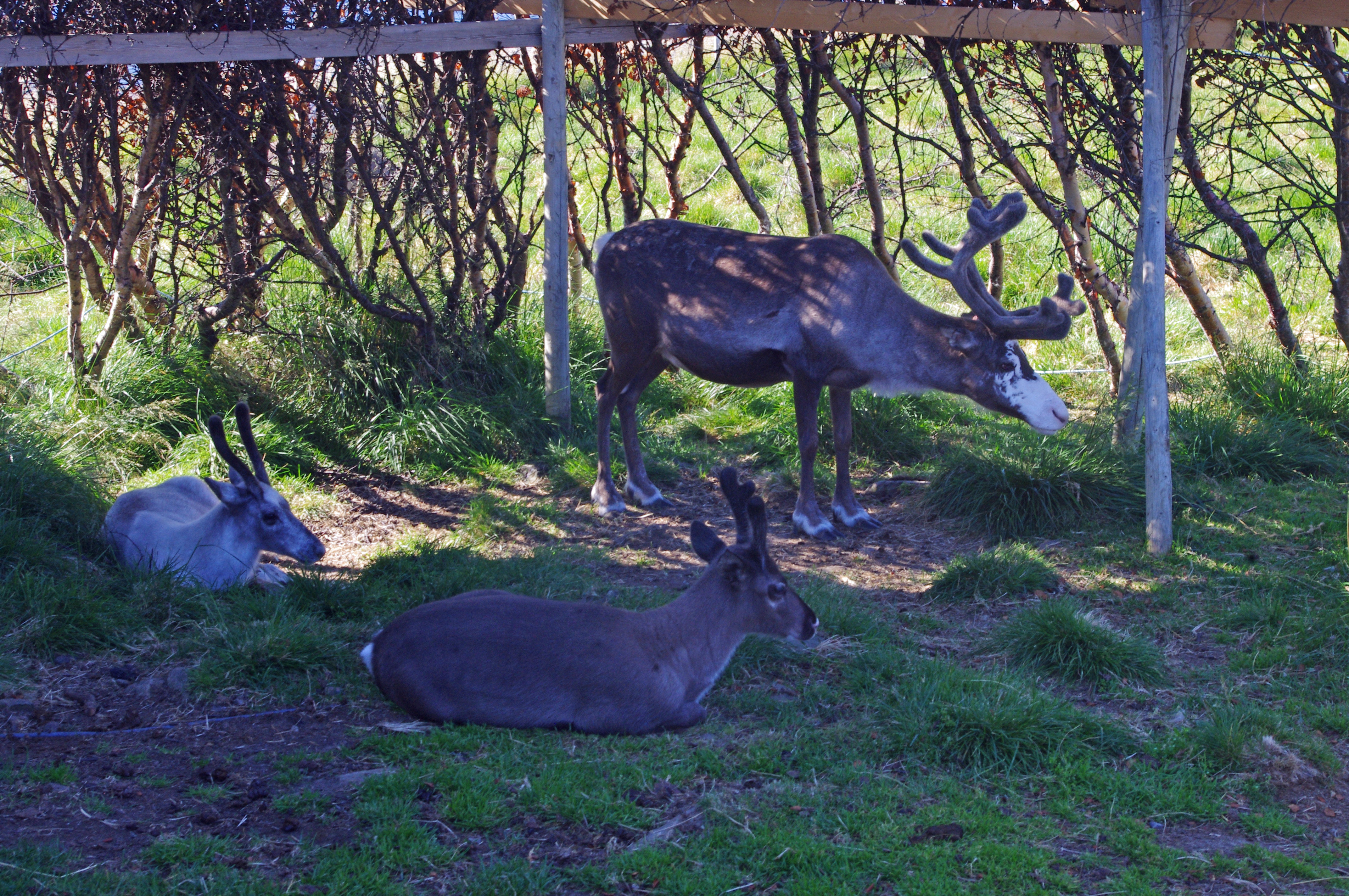 Baby Reindeers